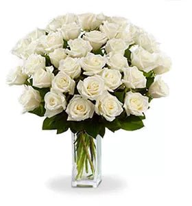 Three Dozen White Roses - Roses - Bloomex Australia