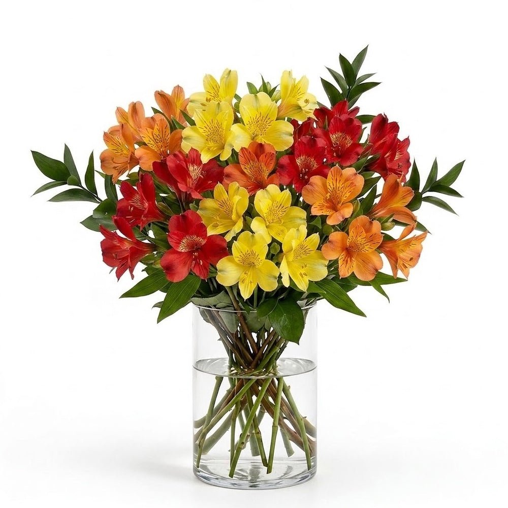 Alstroemeria Brights - Alstroemeria - Bloomex Australia