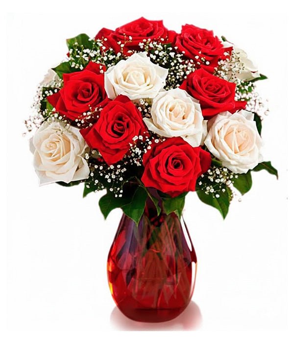 One Dozen Candy Cane Roses - Roses - Bloomex Australia