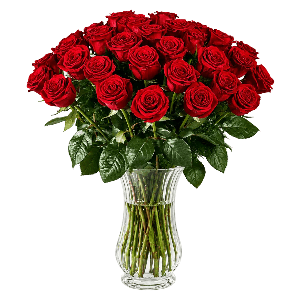 Two Dozen Long Stem Red Roses - Roses - Bloomex Australia