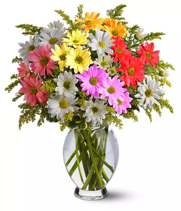 Classic Assorted Colour Daisy Bouquet - Daisies - Bloomex Australia