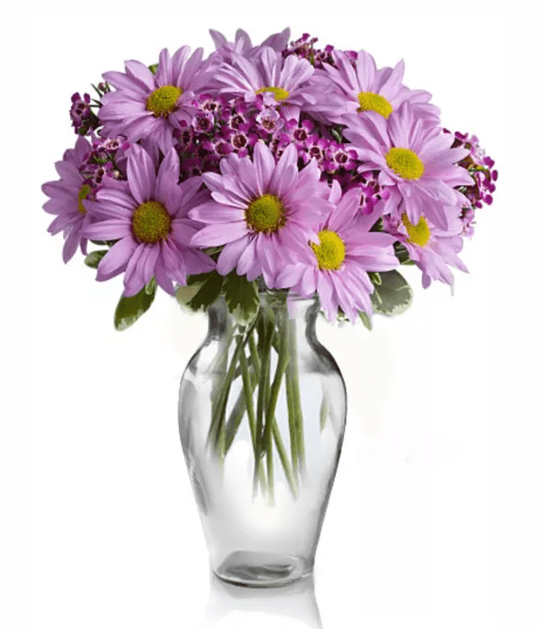 Classic Mauve Daisy Bouquet - Daisies - Bloomex Australia