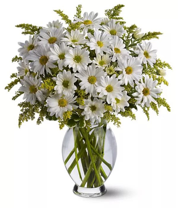 Classic White Daisies - Daisies - Bloomex Australia