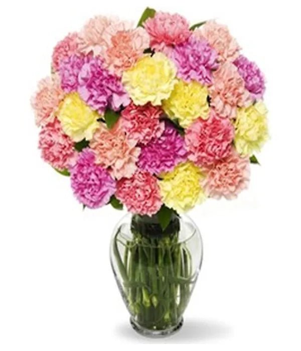 Two Dozen Carnations - Unpublished - Bloomex Australia