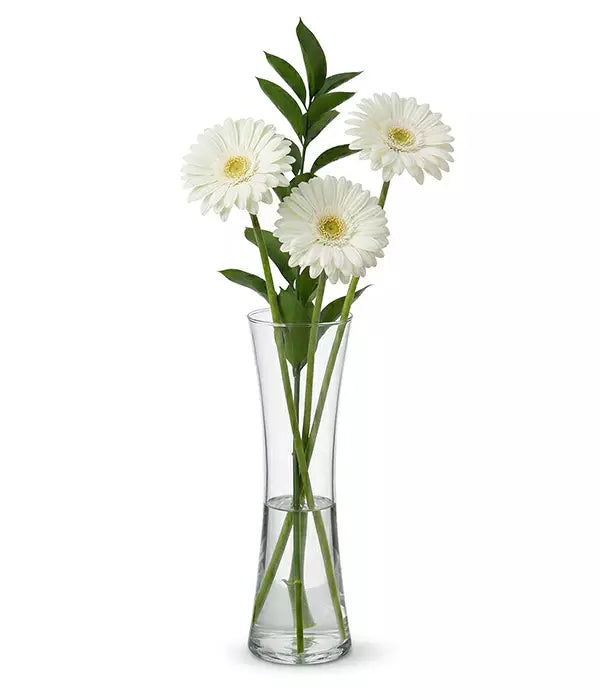 White Cloud Gerbera Trio
