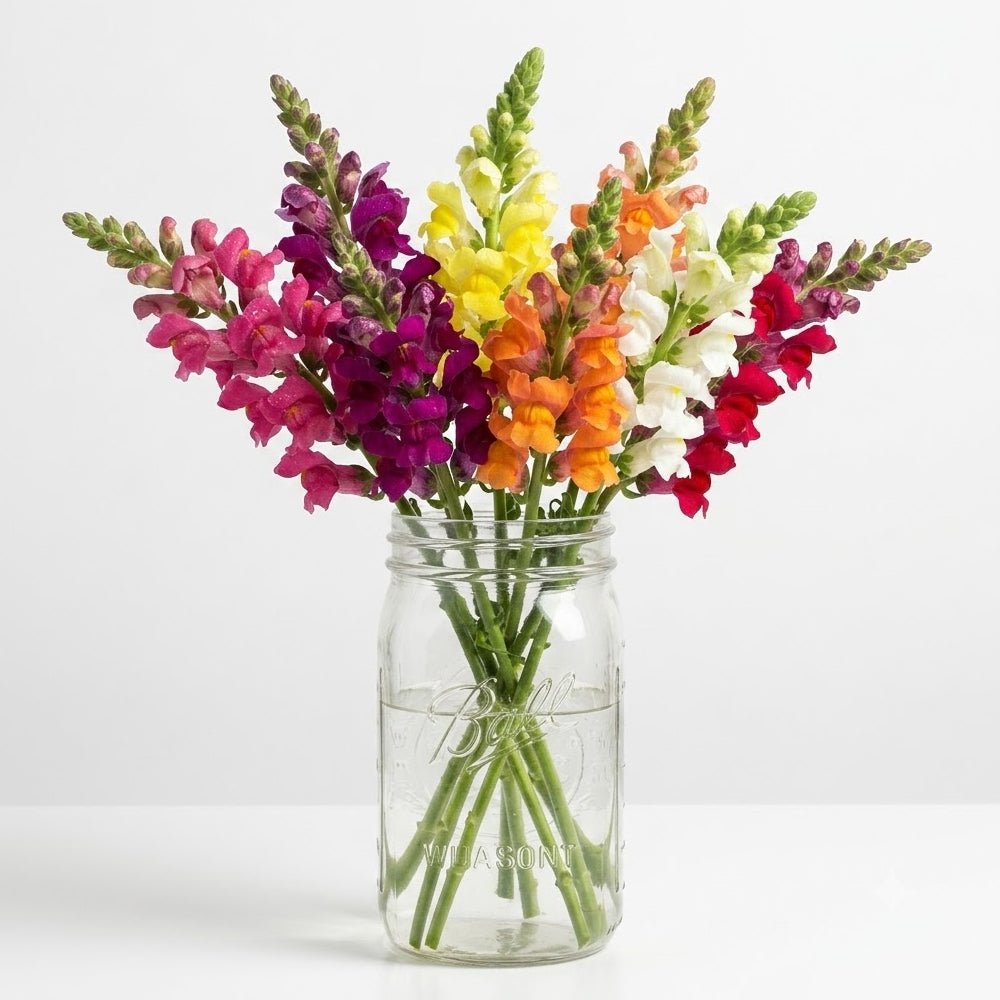 Super Snapdragons In Mason Jar - The Mason Jar Collection - Bloomex Australia