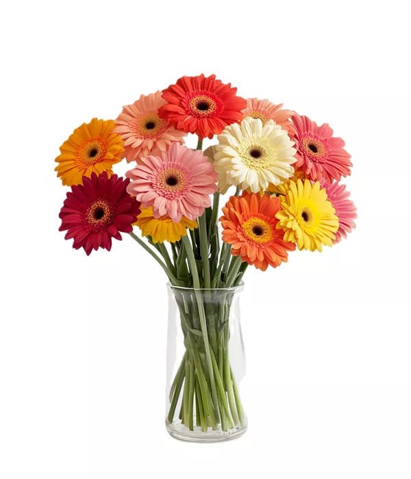 Dozen Gerberas - Birthday Flowers & Gifts - Bloomex Australia
