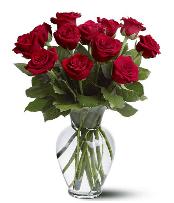 Dozen Red Roses - Roses - Bloomex Australia