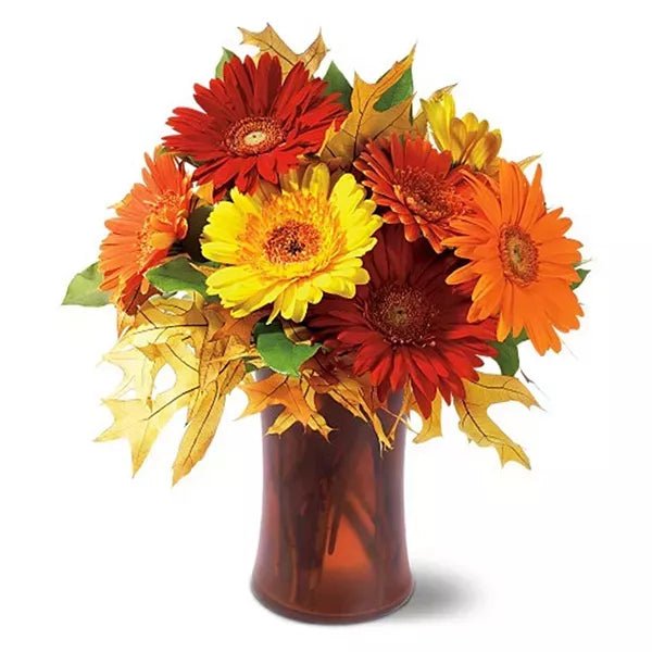 Autumn Gerberas - Daisies - Bloomex Australia
