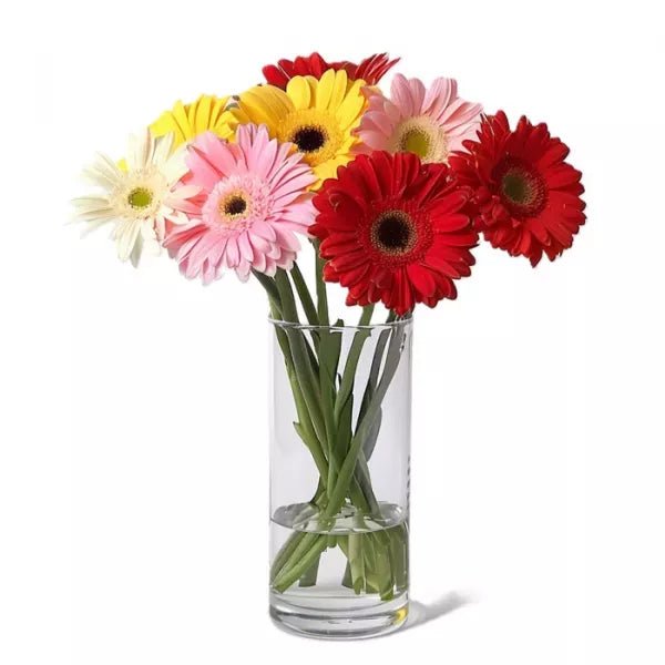Gerbera Brights - Daisies - Bloomex Australia