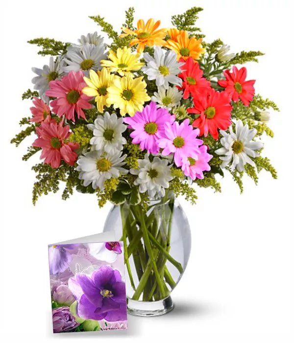 Rainbow Daisy Collection I - Daisies - Bloomex Australia