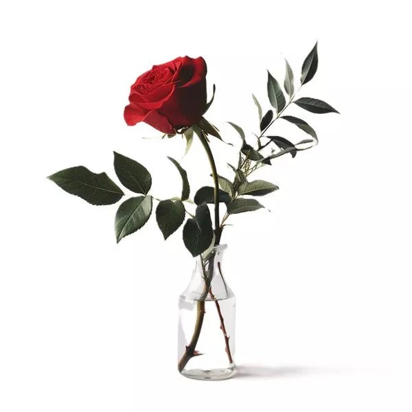 Solitary Rose - Roses - Bloomex Australia