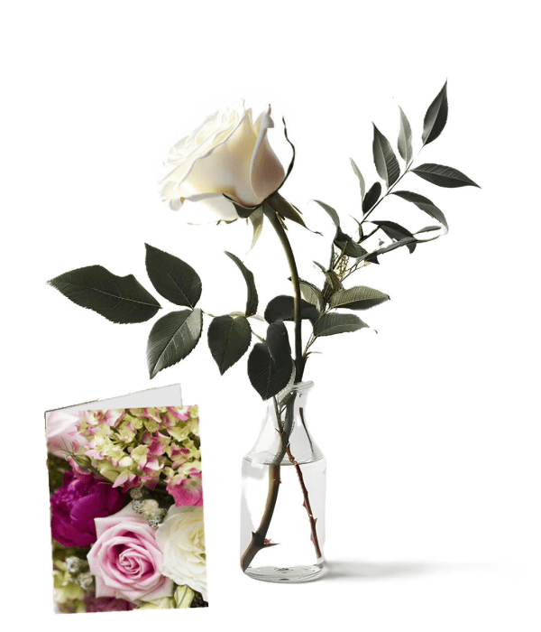 Snowdrop Solo - Anniversary Flowers - Bloomex Australia