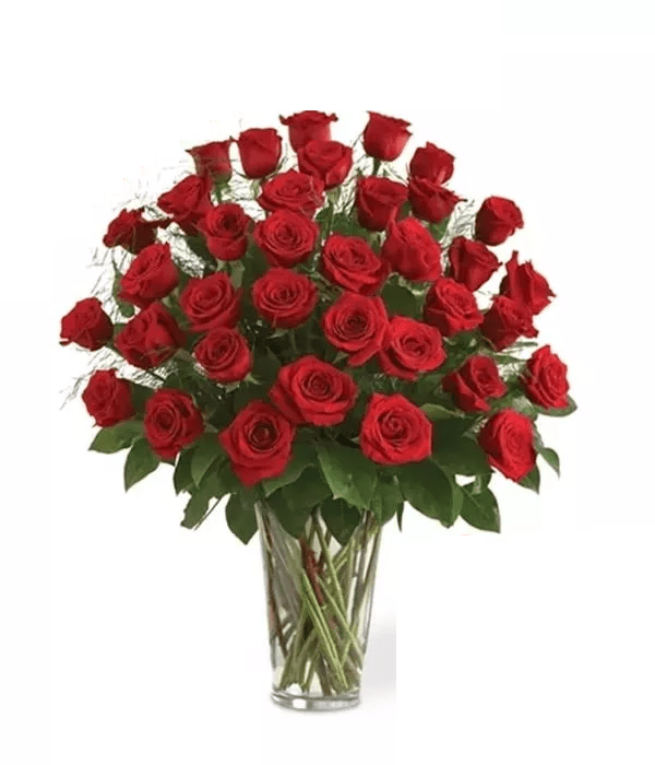 Three Dozen Red Roses - Roses - Bloomex Australia