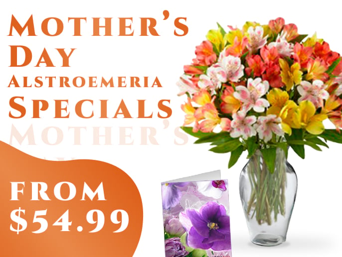 Mother's Day Alstroemeria Specials