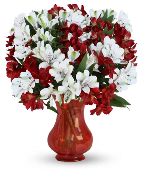 100 Blooms of Holiday Alstroemeria