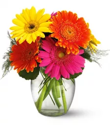 name: Chirpy Gerberas