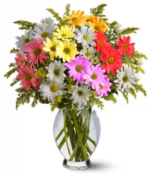 name: Classic Assorted Colour Daisy Bouquet