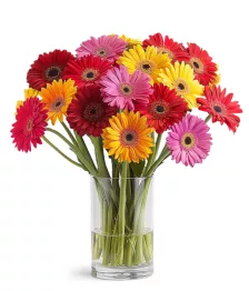 Classic Rainbow Gerbera Bouquet