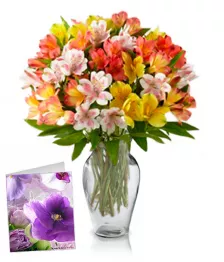 name: 50 Blooms of Alstroemeria