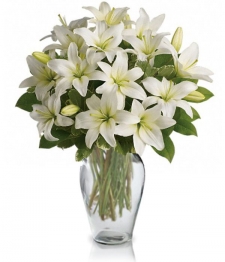 White Lily Serenity