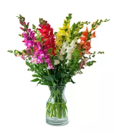 name: Super Snapdragons