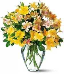 name: Yellow Alstromeria