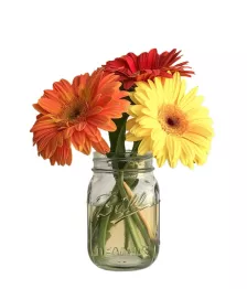 name: Gerbera Daisies in a Mason Jar